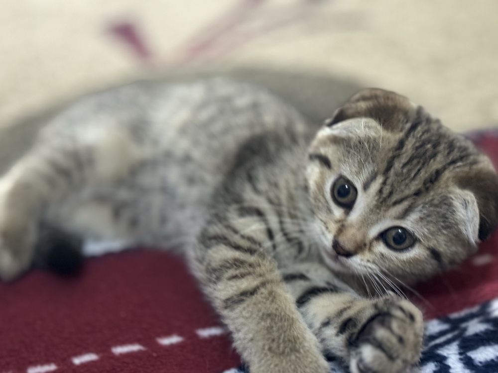 Котята вислоухий и скоттиш страйт