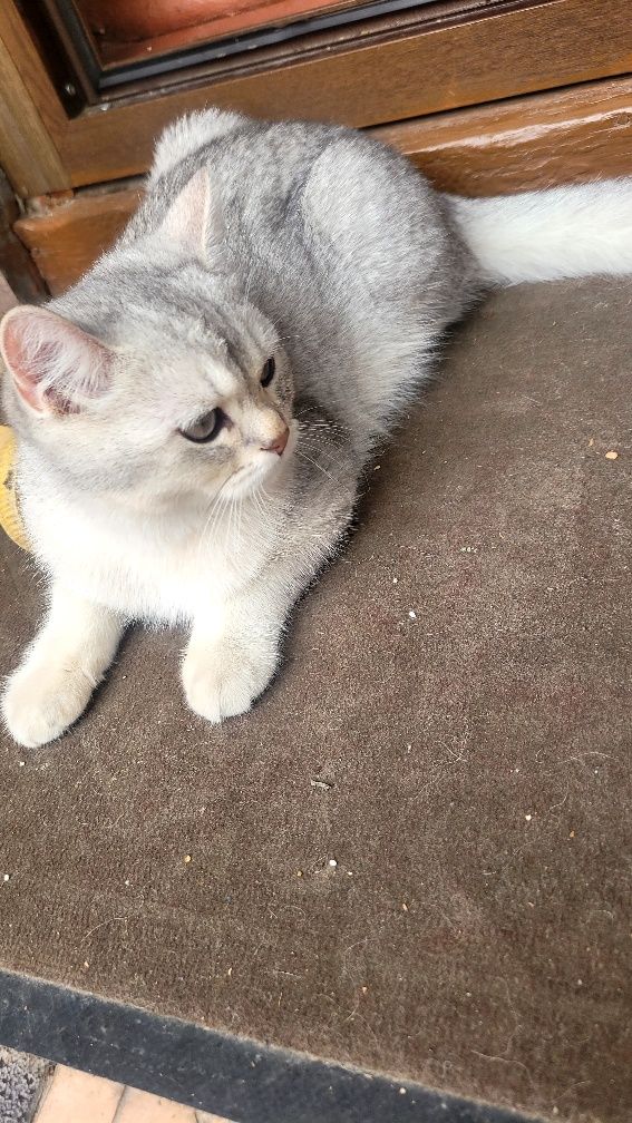 Britаn shinshilla mushuk