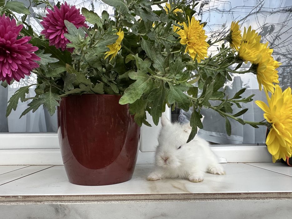 iepurasi pitici disponibili peste o saptamana