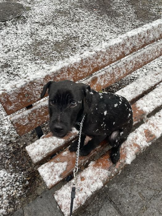 Домашен любимец мъжко куче Лаборадор-Питбул микс
