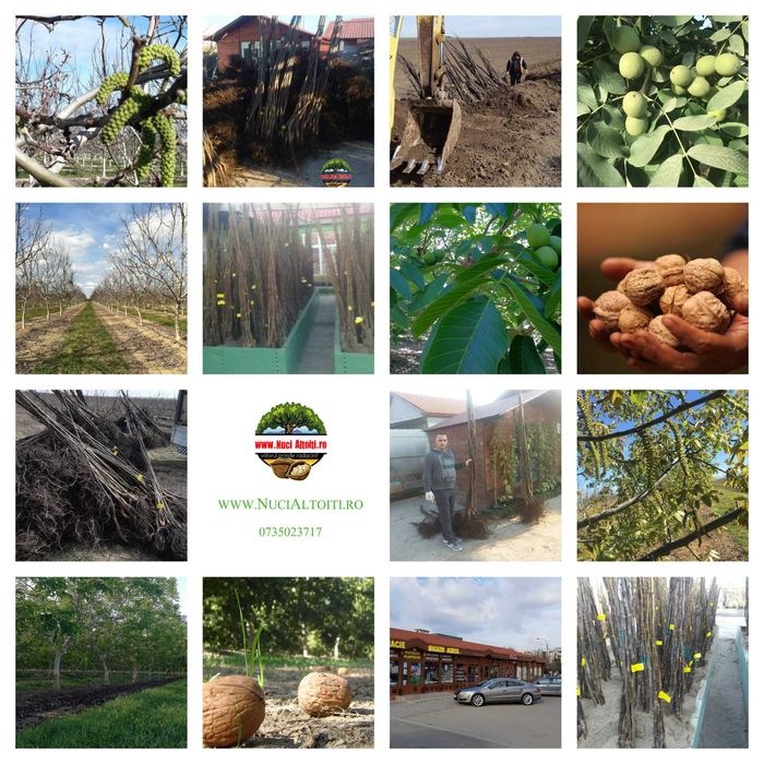 Nuci altoiti Chandler certificati de calitate si fitosanitar