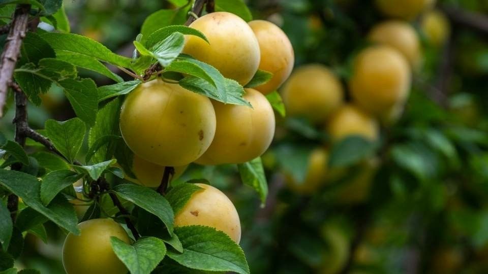 Prun Bianca di milano