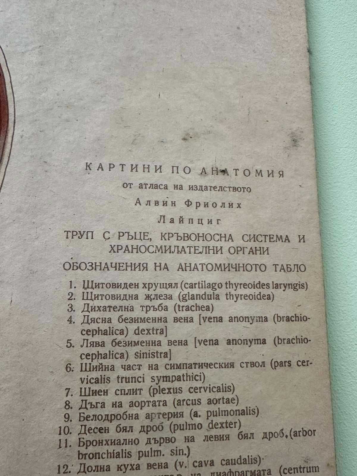 Соц Анатомични Медицински Плакати