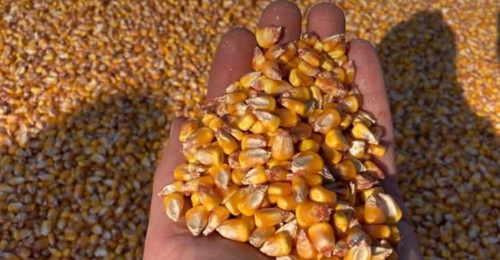 Vând porumb boabe