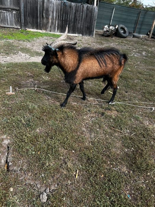 Vând țap alpina franceza