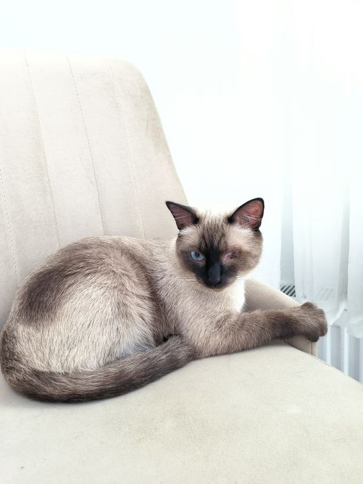 Отдам кота в хорошие руки