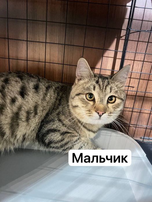 Котята 6 месяцев
