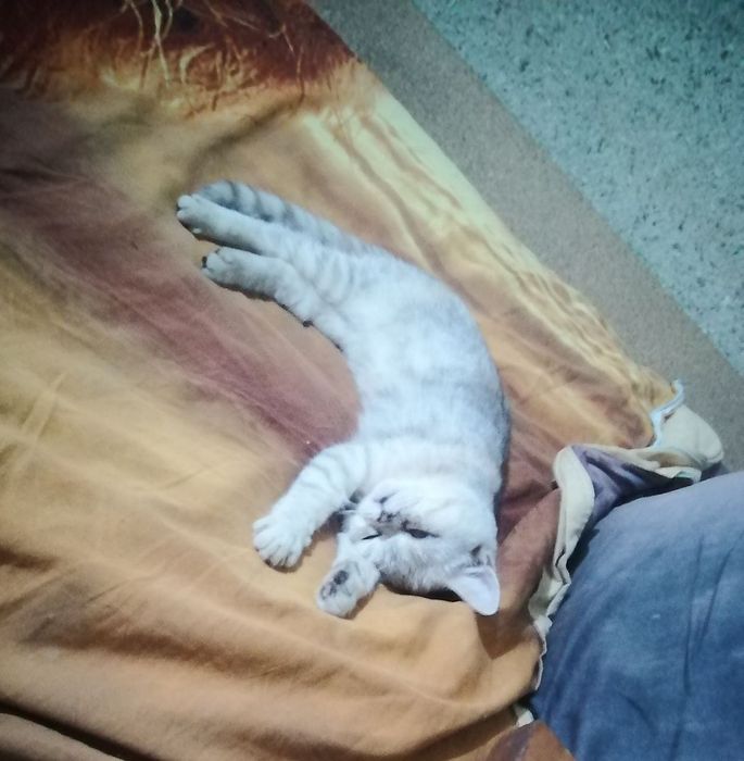 Снуп. Японский экзо кошка