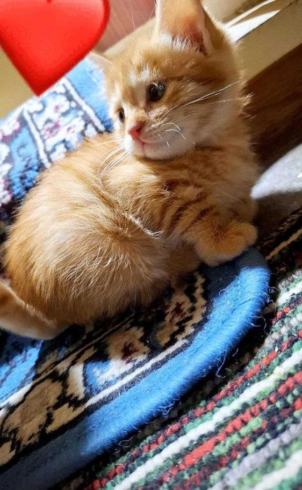 Mushuk bolasi sotiladi