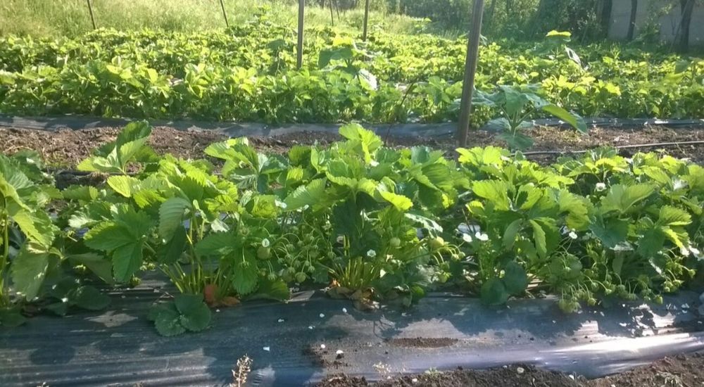 Premium stoloni capsuni A+