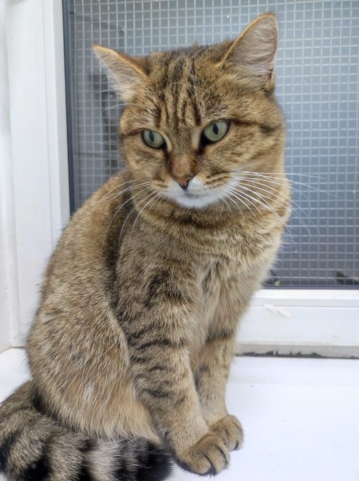 Кошечка Маша в поиске дома.