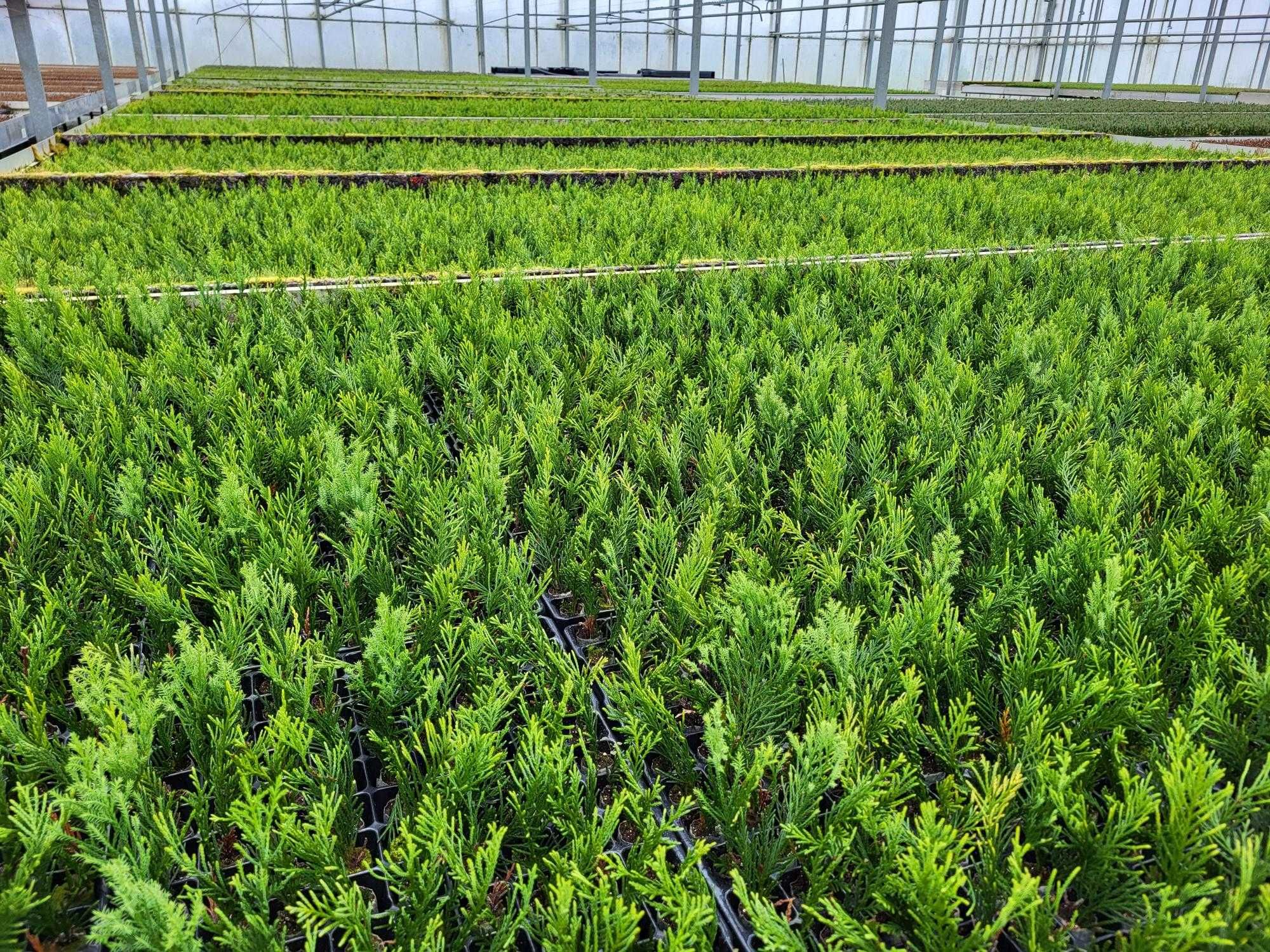 Кипарис Лейланди, Cupressocyparis leylandii, в мултипалети.