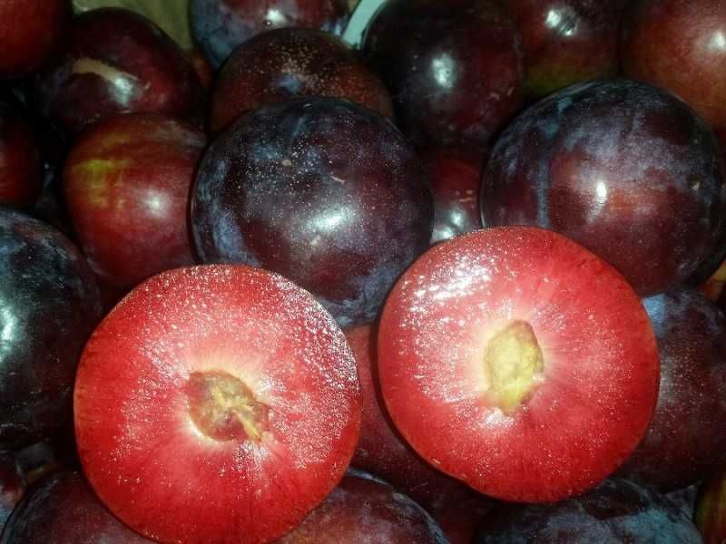 Слива  Черен Сплендор - BLACK SPLENDOR