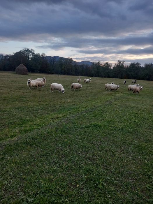 Vând 15 oi și un berbec