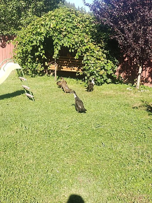 Rațe indiene din 2025