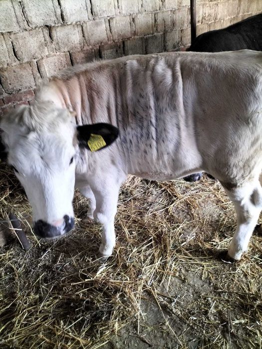 Vând 2 juninci în jur de 400 kg