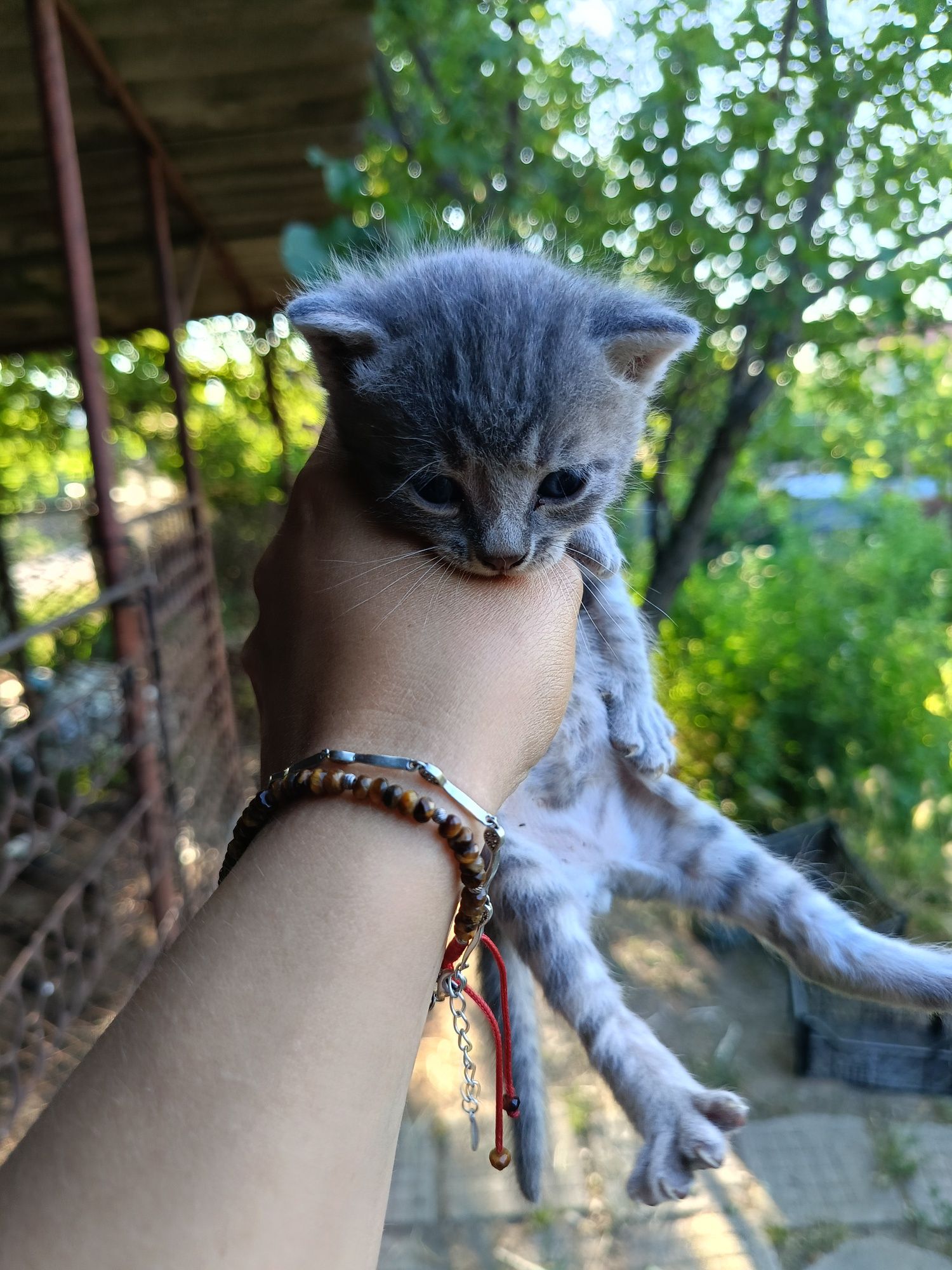 Подарявам котенца