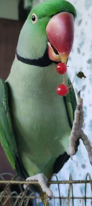 Продам александрийский попугай