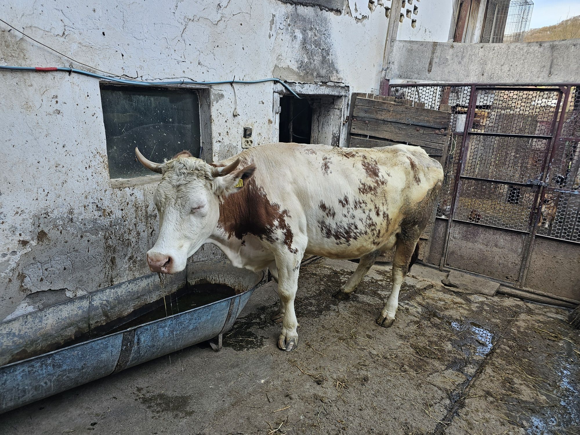 Vaca Baltata Românească 5 ani