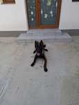 Vând mascul  belgian malinois