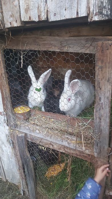 Vand 3 iepuri mari cu 100 lei