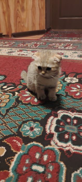 Fold tigroviy shinshila