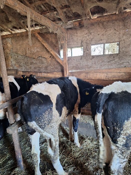 Vitele disponibile sau schimb cu oi