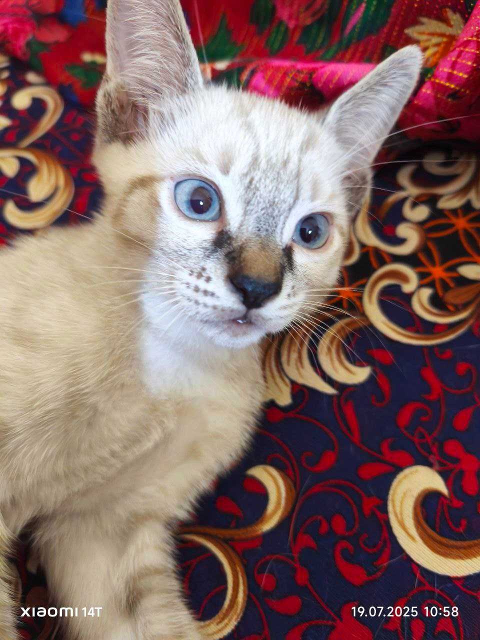 Продается сиамский котенок