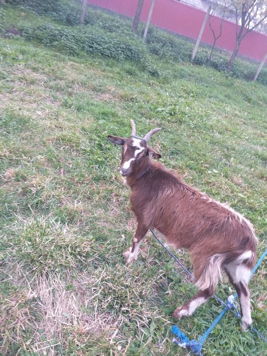 Vând capra alpina franceza