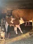 Vaca baltata romaneasca cu vitel