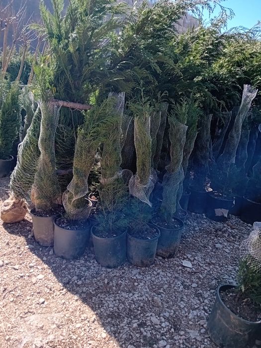Tuia leylandii chiparos