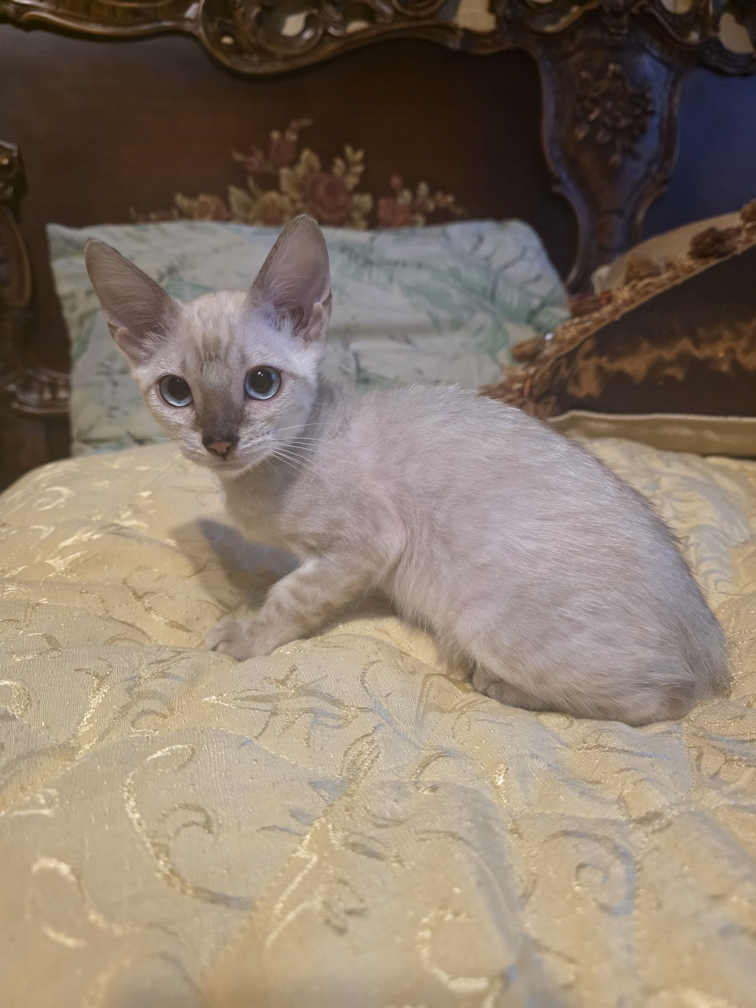 Бенгалски котета