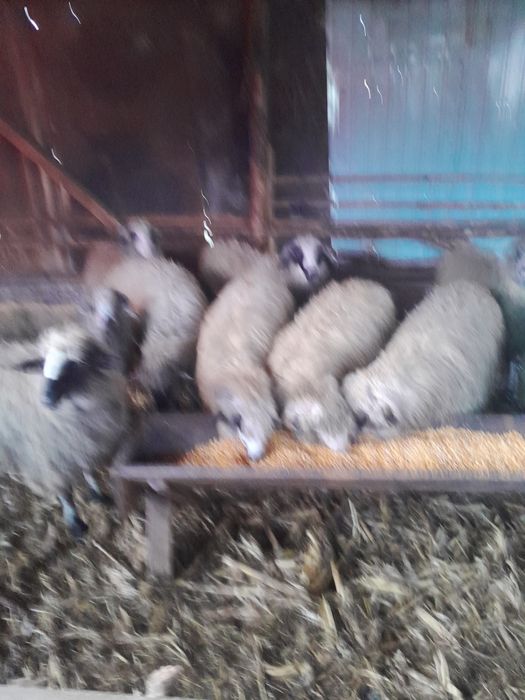 Noatini de vînzare .