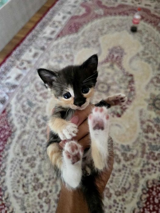 Отдам котят в хорошие руки.8 котят мальчики девочки.