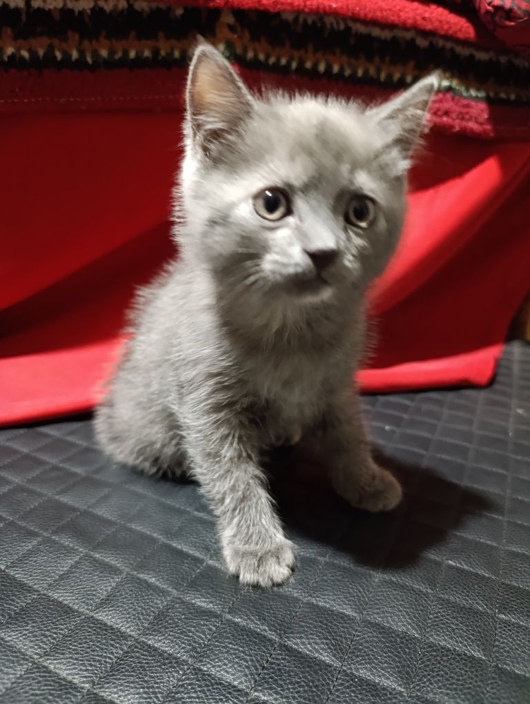 Sotiladi Rusiyan Blue mushugi