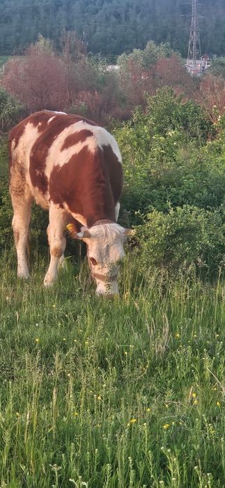Vând junică rasa Bălțată Românească.