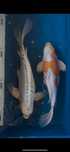 Crapi koi voalati, 44-55 cm
