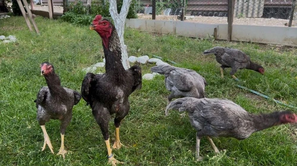 Зотли хурозларди тухумга заказ оламиз