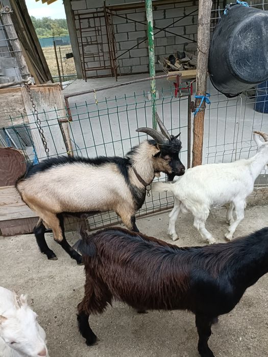 Schimb țapi cu capre.