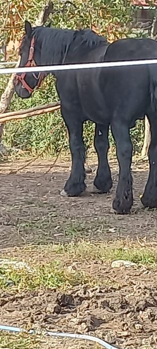 Vând hărmăsar Ardenez