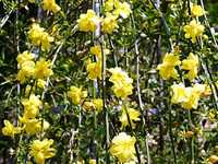 iasomie de iarna(jasminum nudiflorum) 80cm