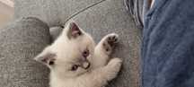 Fetiță, British Shorthair Colour Point
