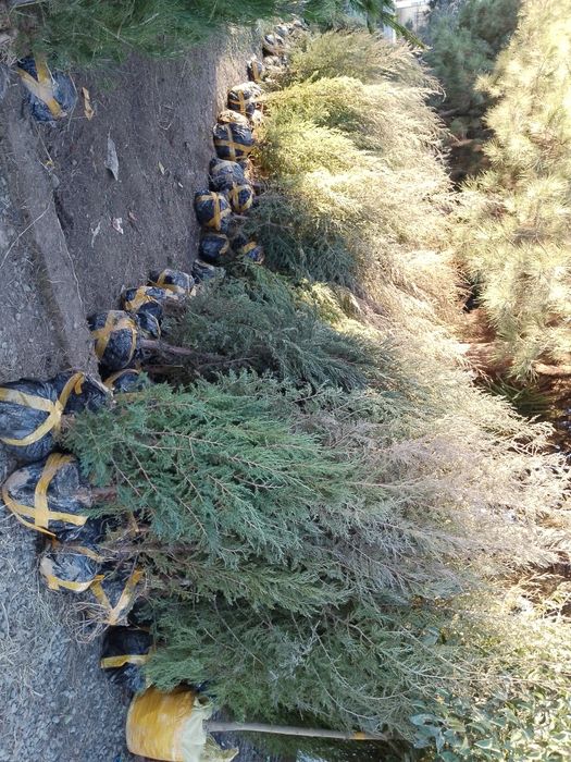 Энг арзон Сасна ваМажвеник арчалар