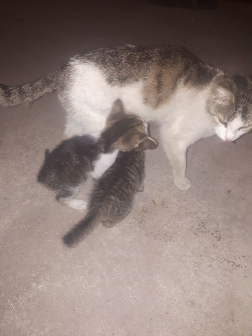 Котята в добрые руки