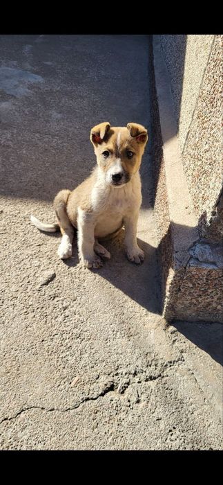 В добрые руки щенята