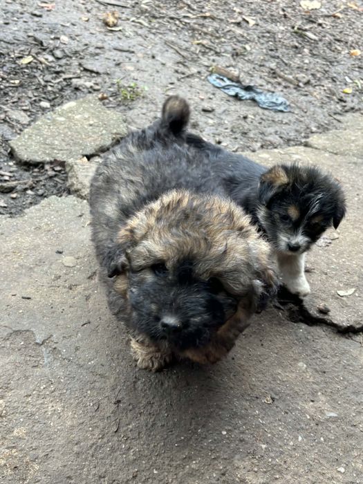 Donez caini de talie medie