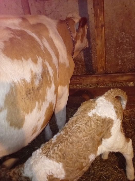 Vaca cu vitel/ vitea