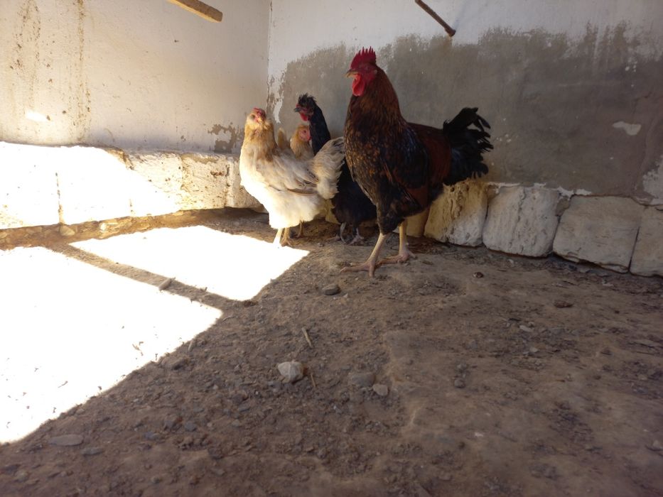 Тауыктар сатылады