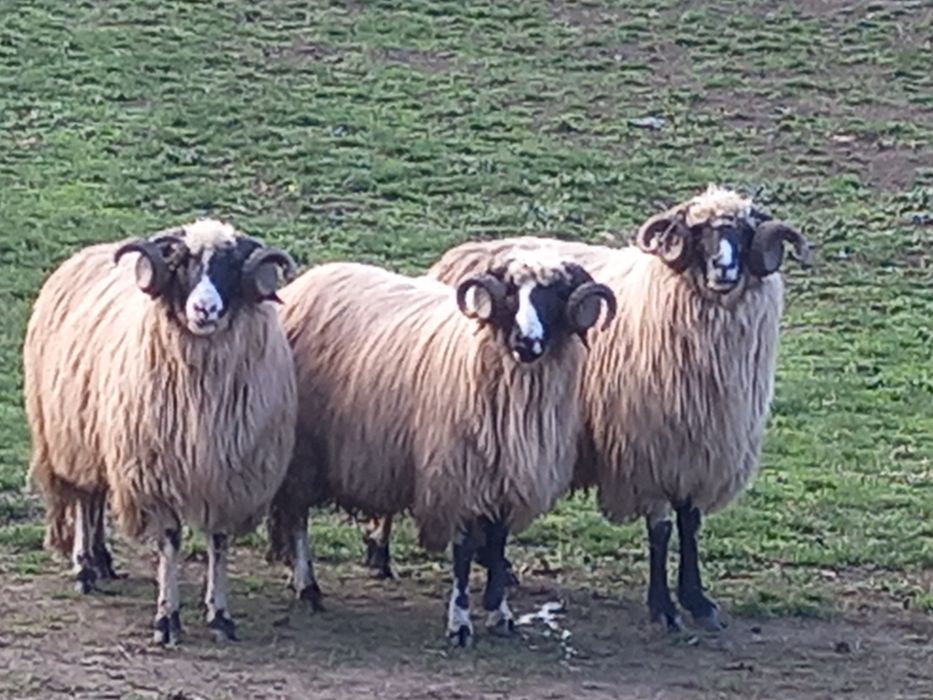 Disponibili 2 strămiori și 1 mior brezi