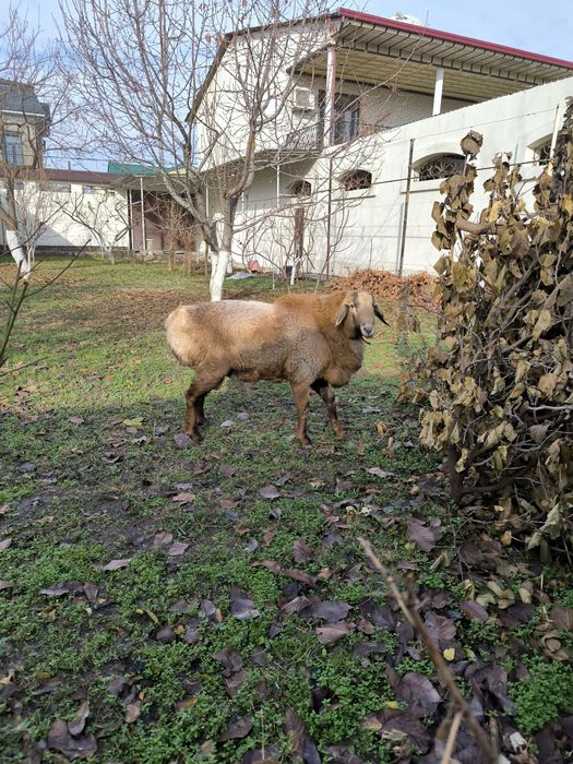 Кочкор арашан сотилади